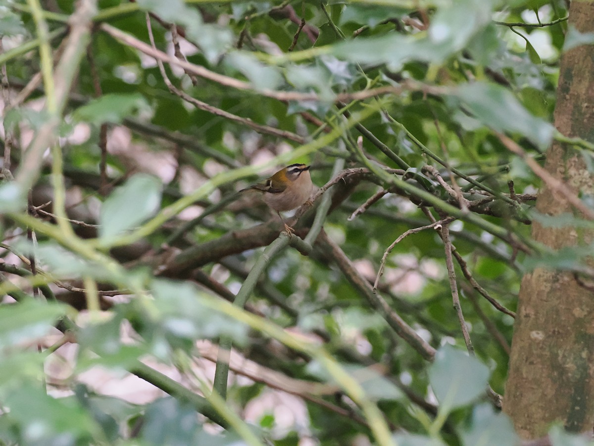 Common Firecrest - ML612549346