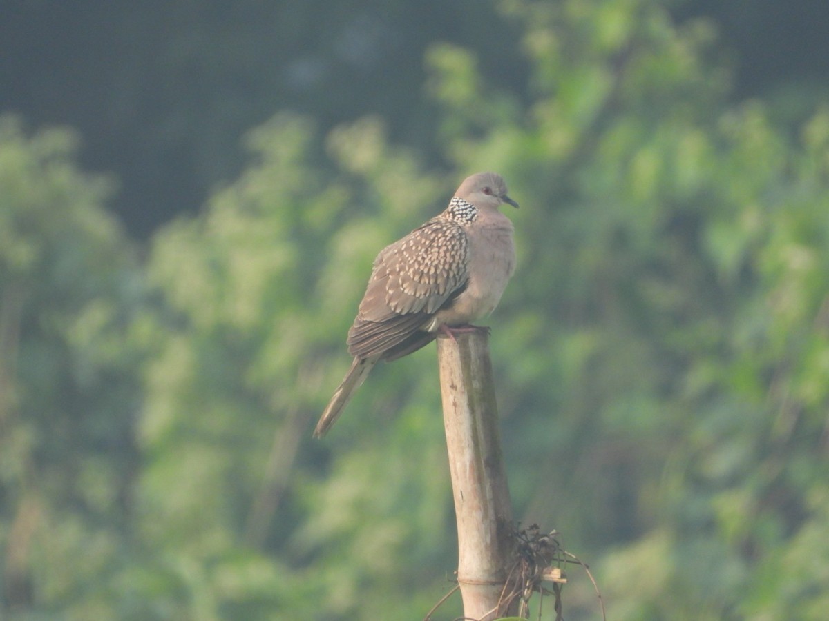 Spotted Dove - ML612549356