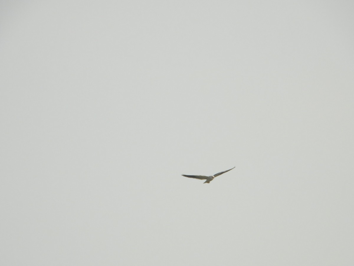 Black-winged Kite - Chaiti Banerjee