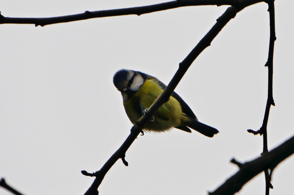 Eurasian Blue Tit - ML612549481