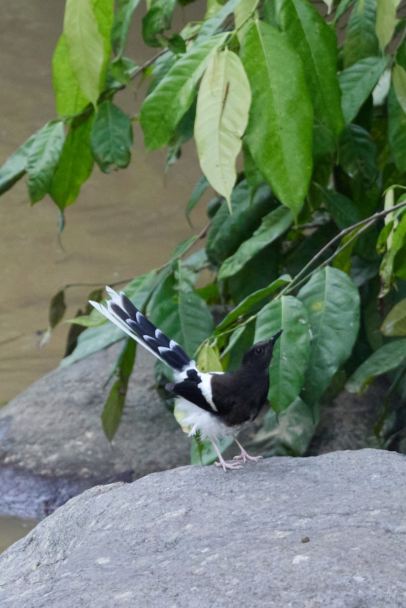 White-crowned Forktail (Javan) - ML612549525