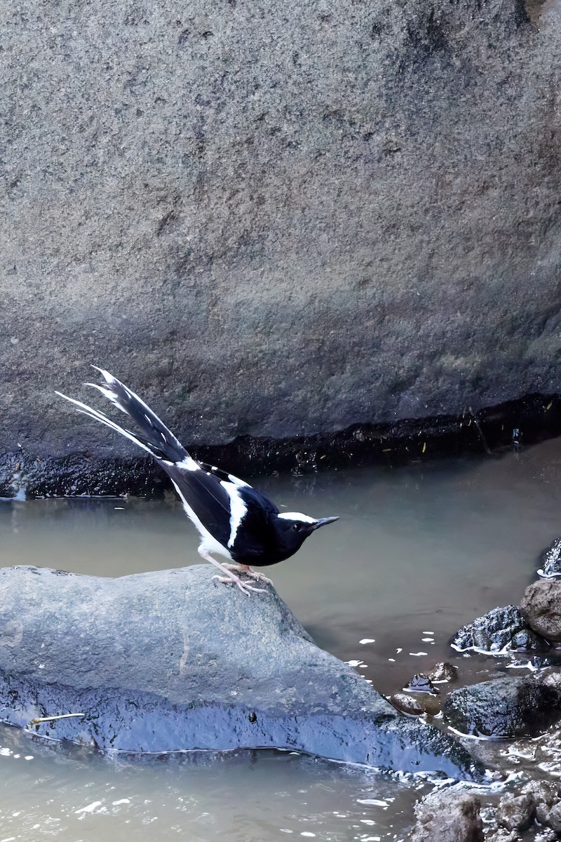 White-crowned Forktail (Javan) - ML612549527