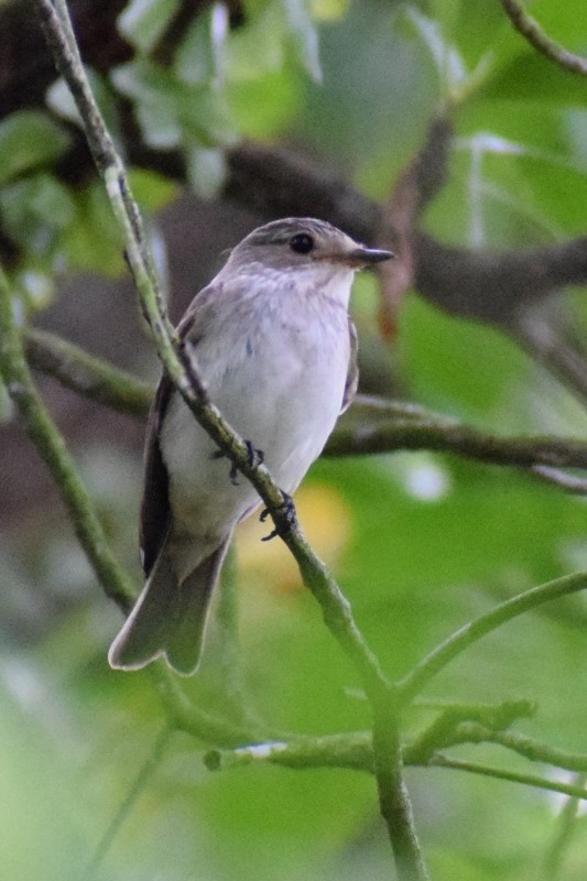 Spotted Flycatcher - ML612549549