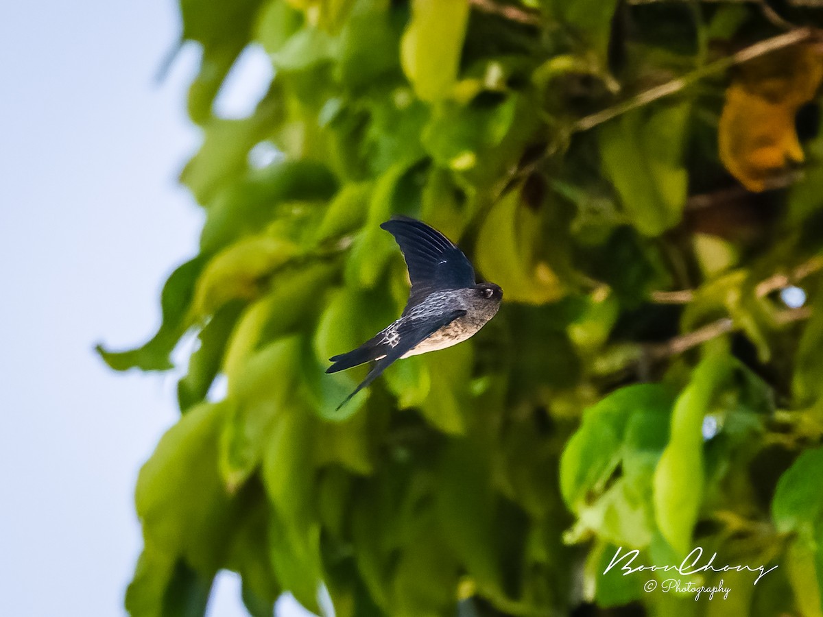 Christmas Island Swiftlet - Boon Chong Chen