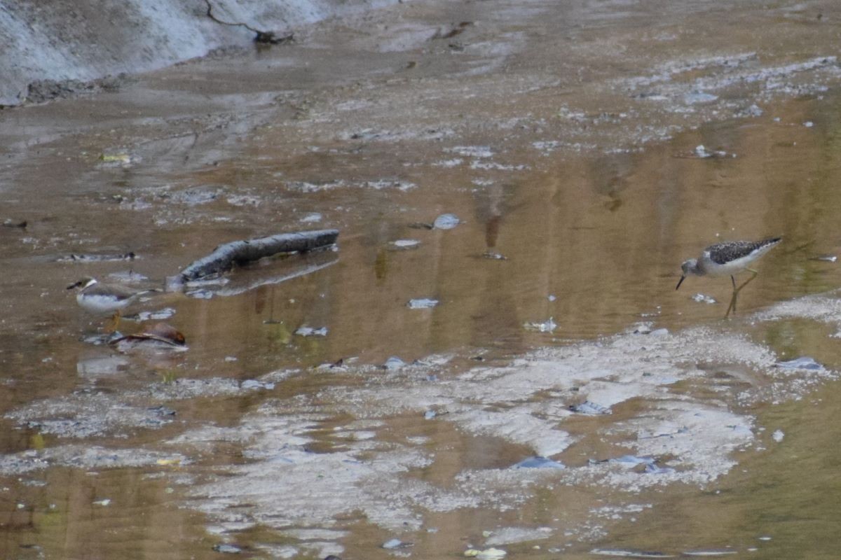 Little Ringed Plover - ML612549583