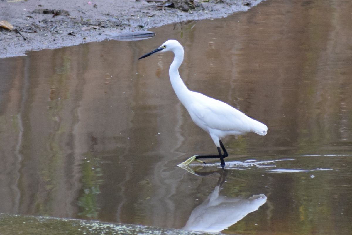 Little Egret - ML612549591