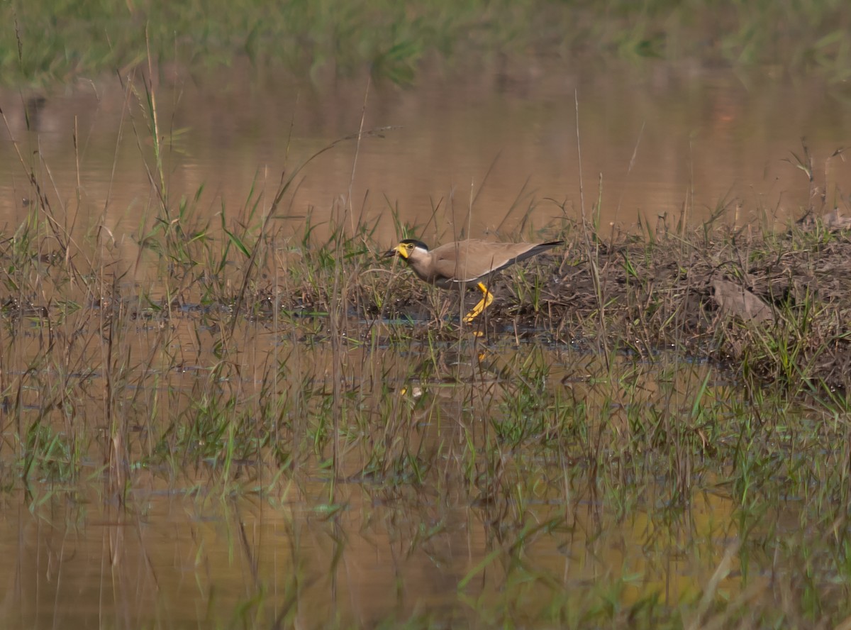 Yellow-wattled Lapwing - ML612549593