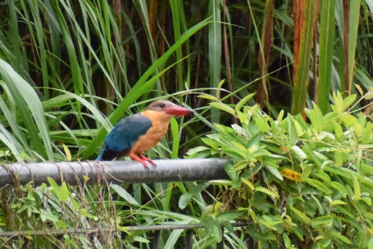 Stork-billed Kingfisher - ML612549595