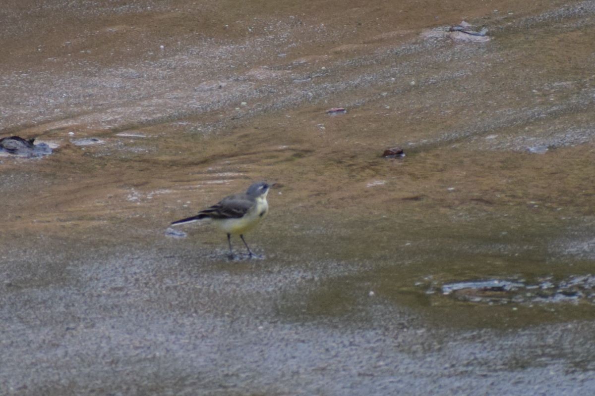 Eastern Yellow Wagtail - ML612549597