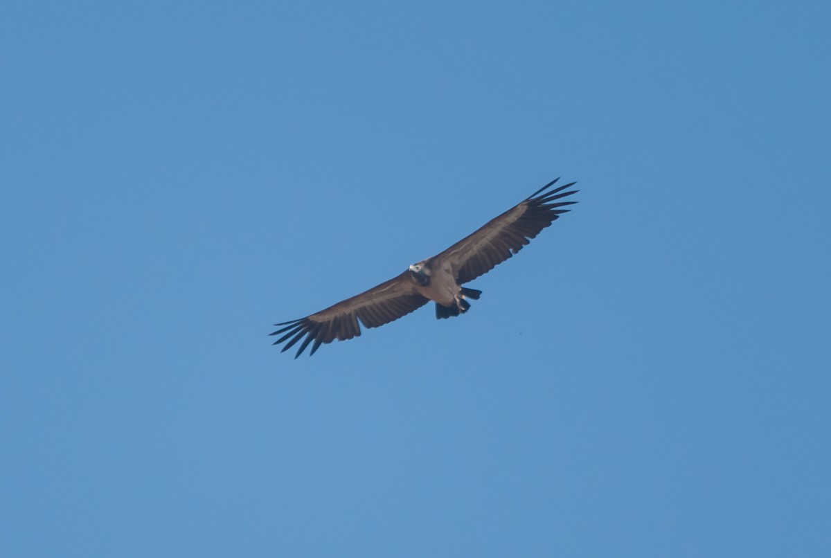 Indian Vulture - Arun Raghuraman