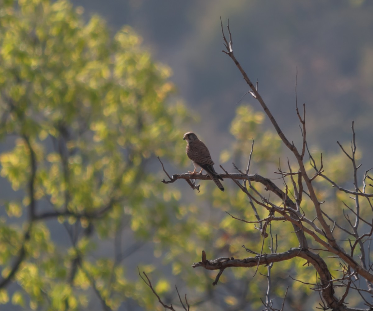 Eurasian Kestrel - ML612549638