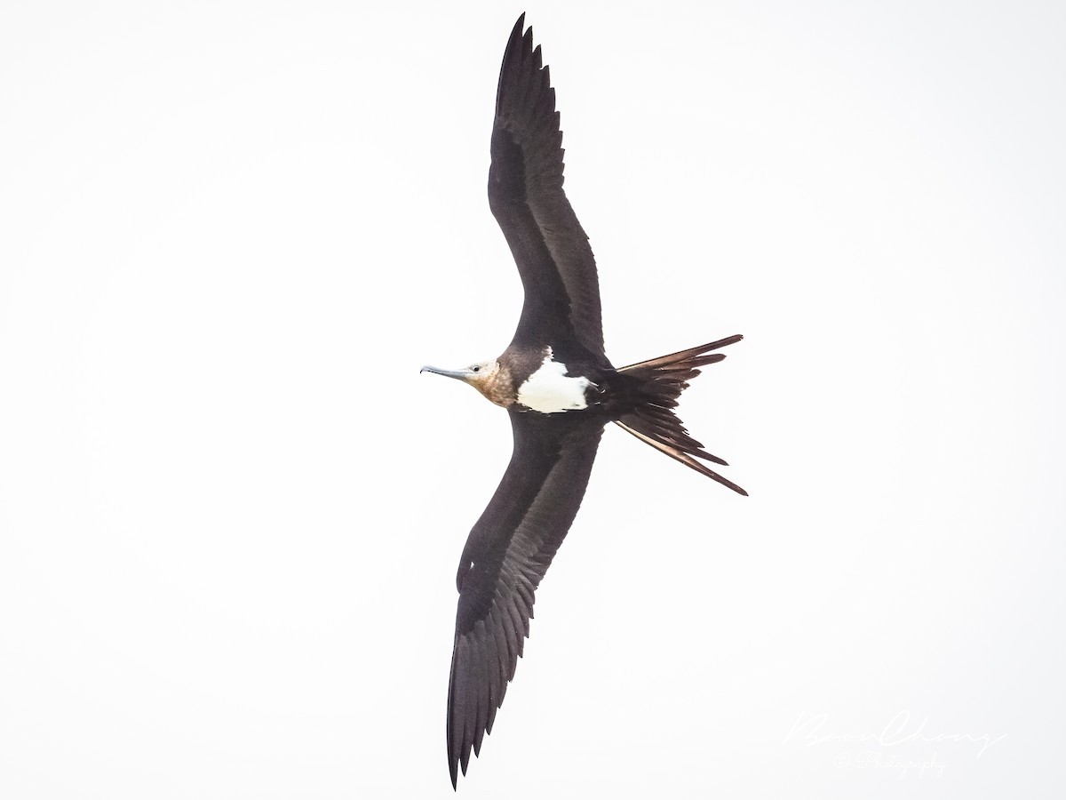 Lesser Frigatebird - ML612549641