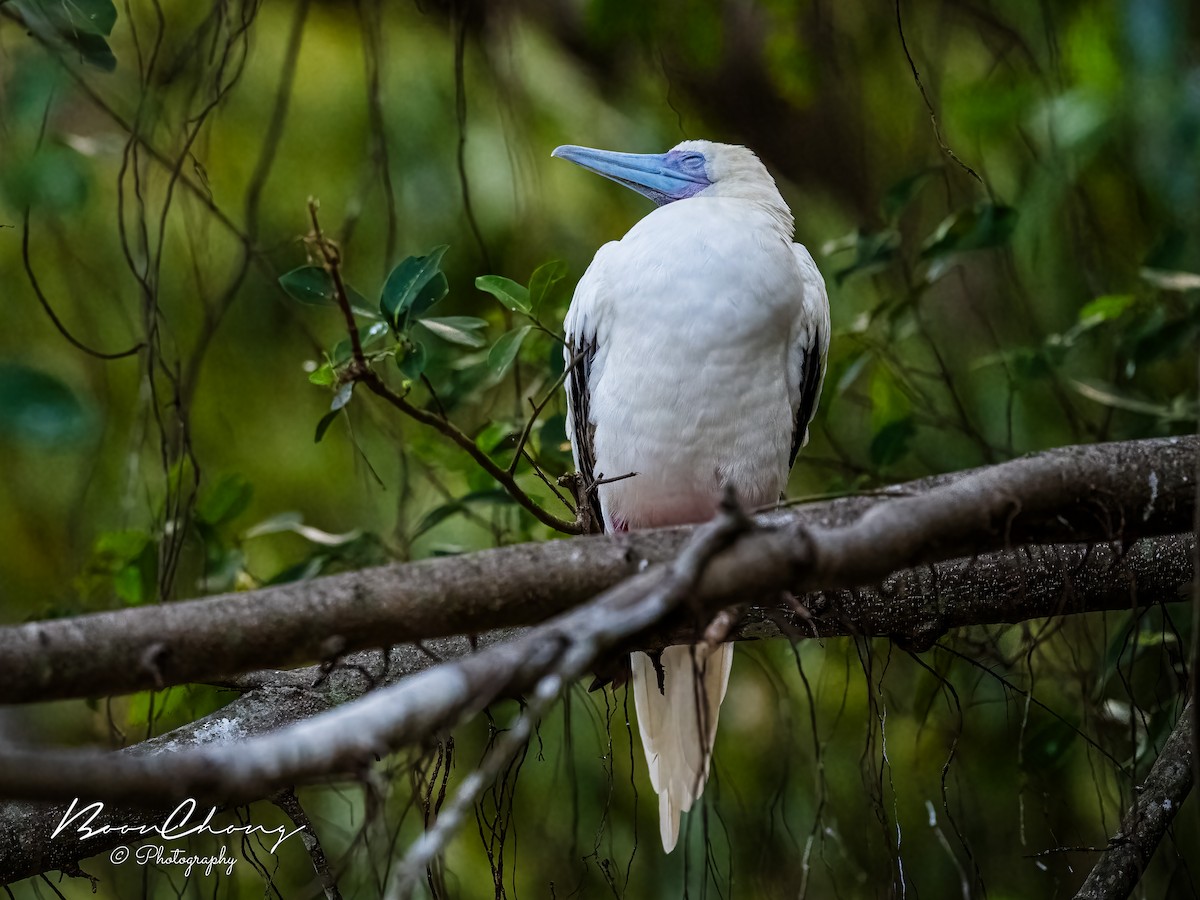 Red-footed Booby - ML612549687