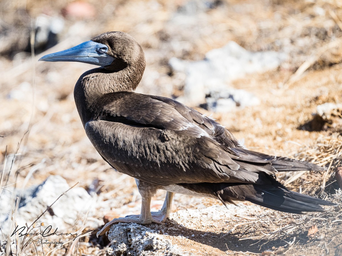 Brown Booby - ML612549693