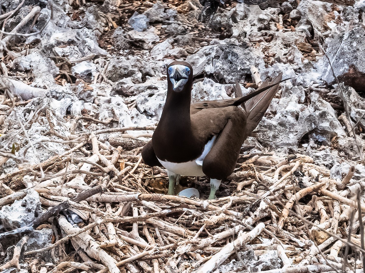 Brown Booby - ML612549694