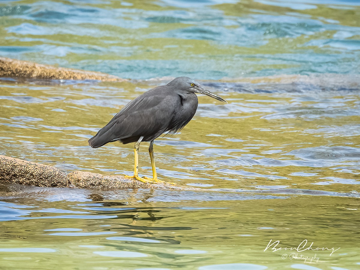 Pacific Reef-Heron - ML612549700