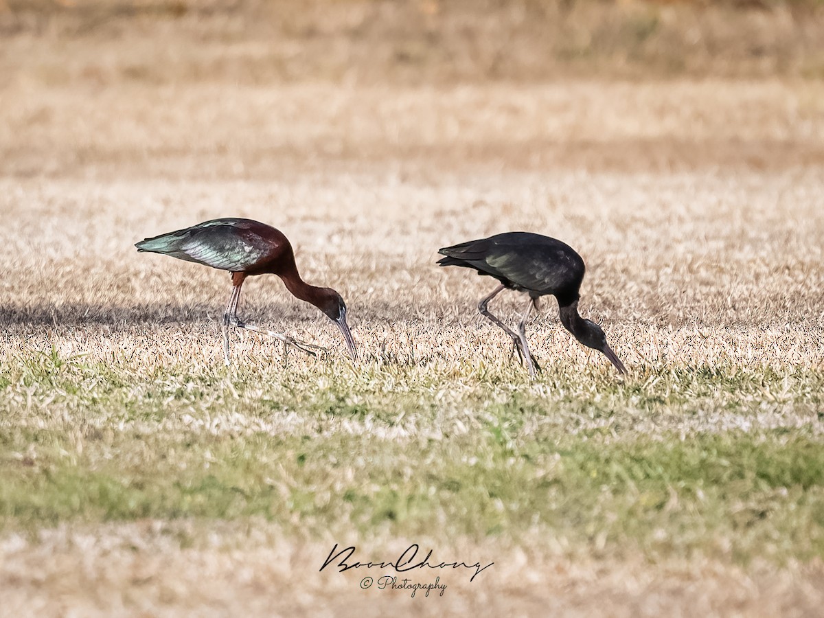 ibis hnědý - ML612549720