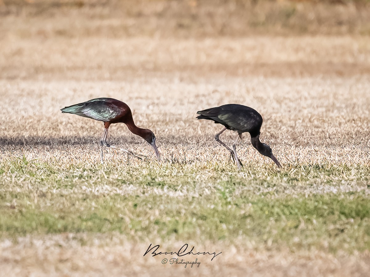 Glossy Ibis - ML612549720