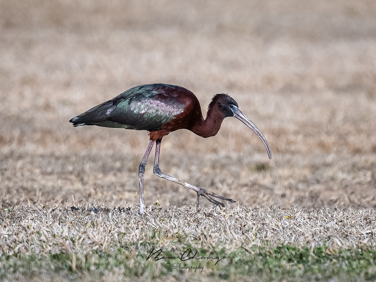 Glossy Ibis - ML612549729