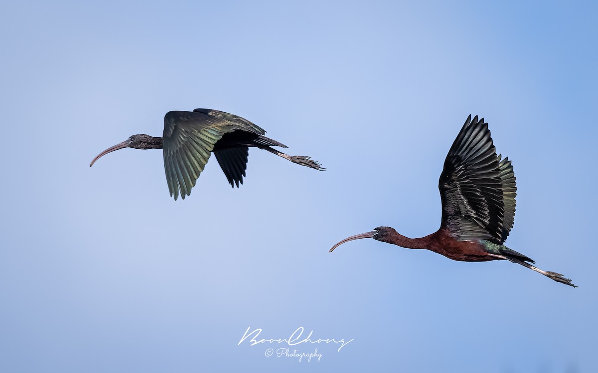 Glossy Ibis - ML612549732