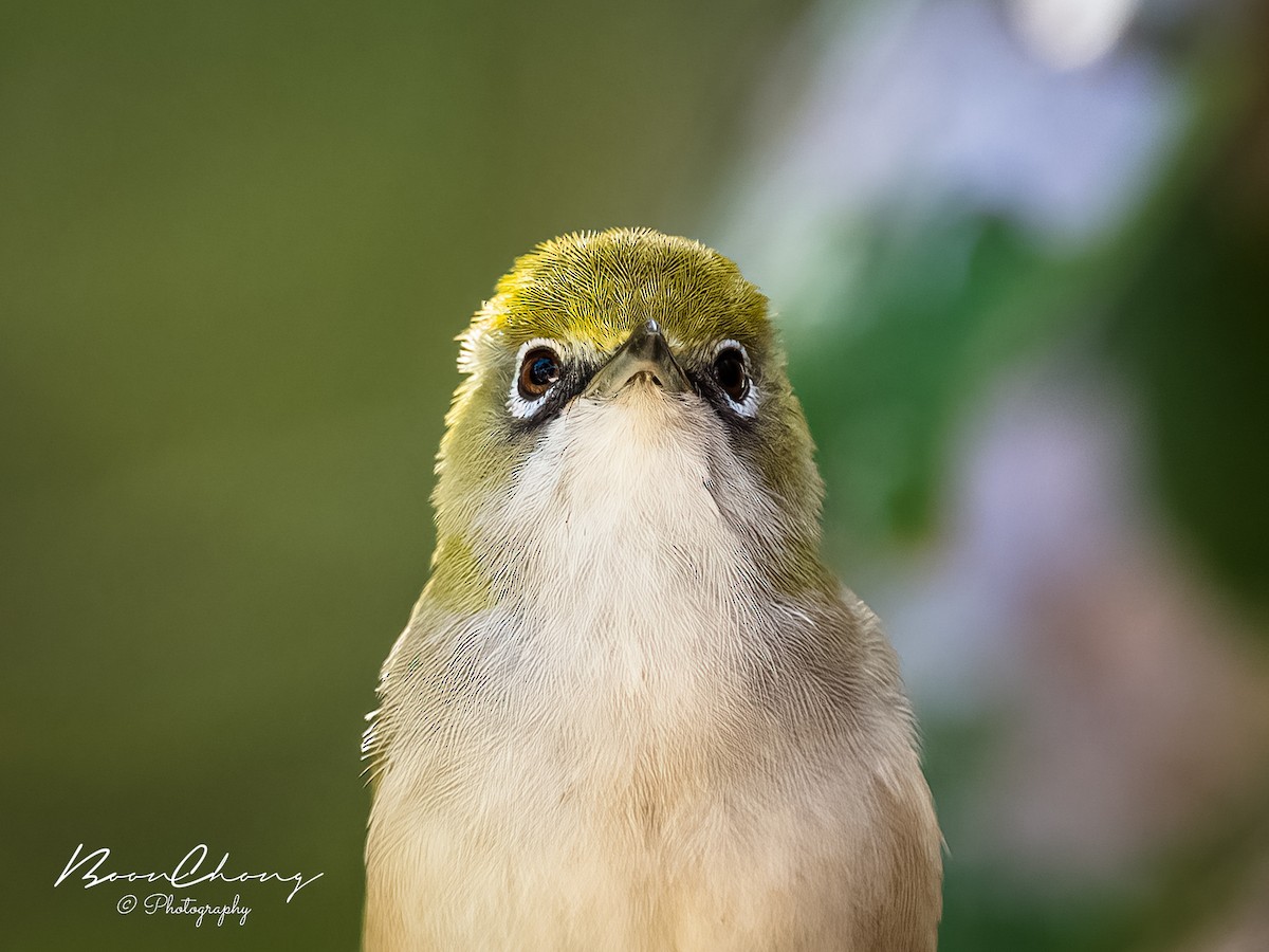 Weißstirn-Brillenvogel - ML612549766