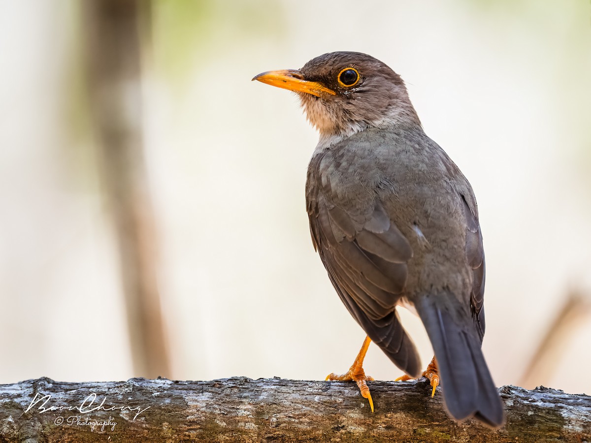 Island Thrush - ML612549784