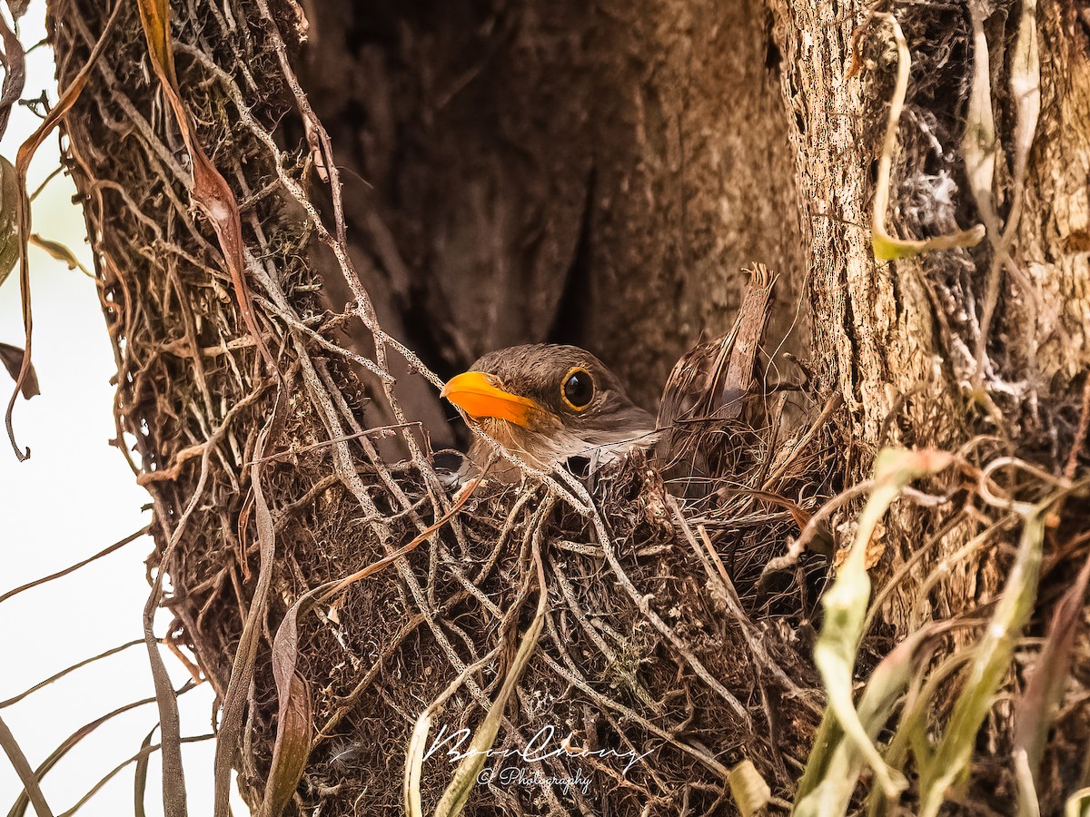 Island Thrush - ML612549787