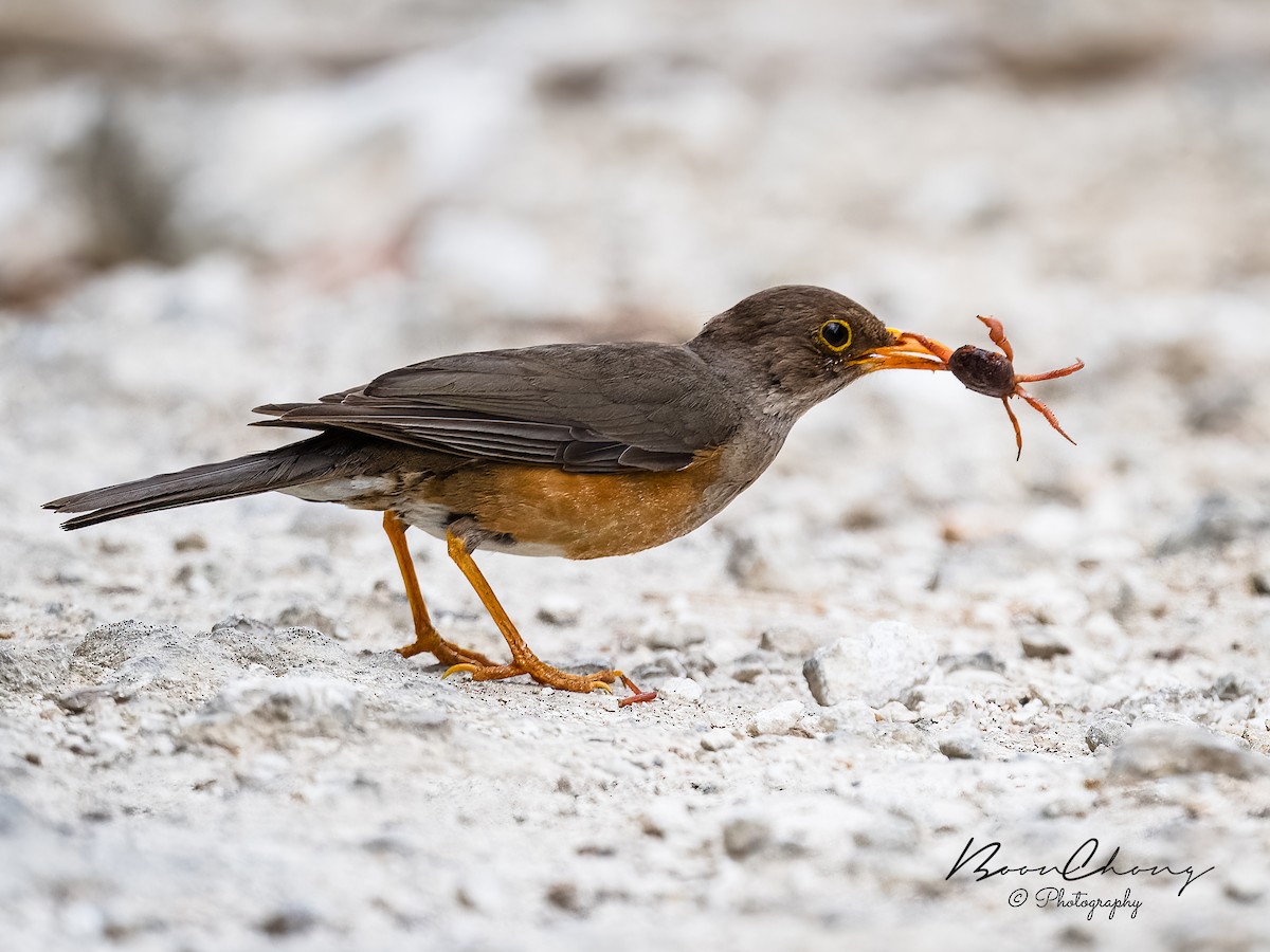 Island Thrush - ML612549791