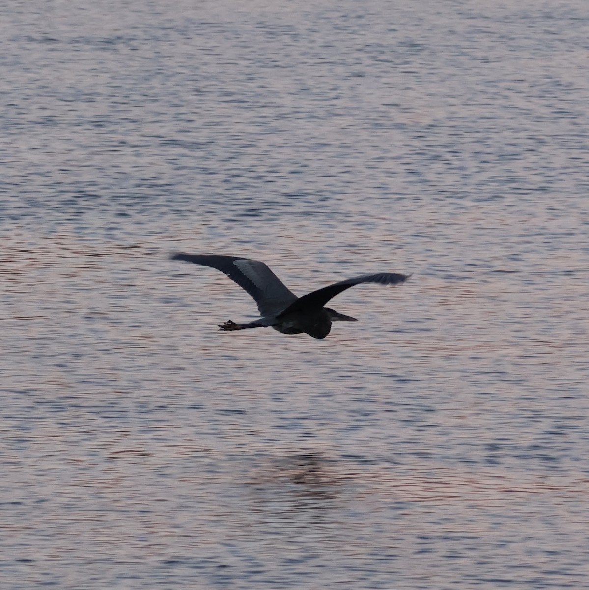 Great Blue Heron - ML612549798