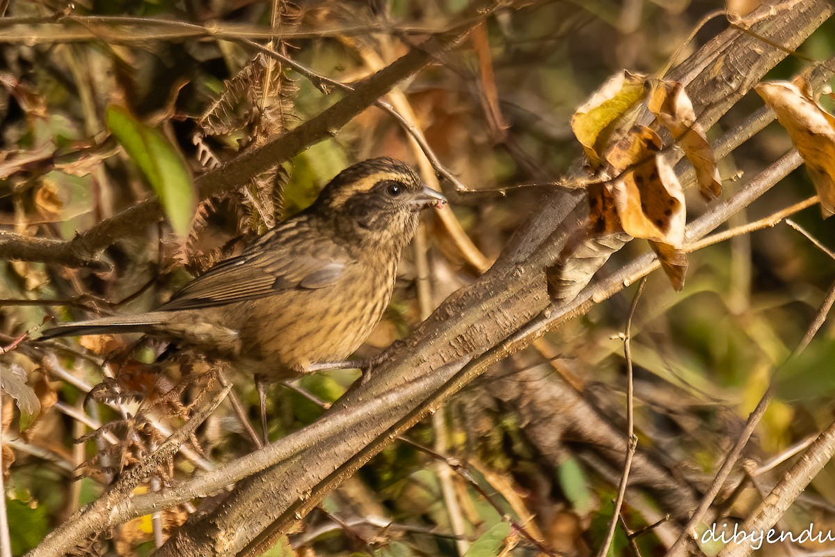 Spot-winged Rosefinch - ML612549802