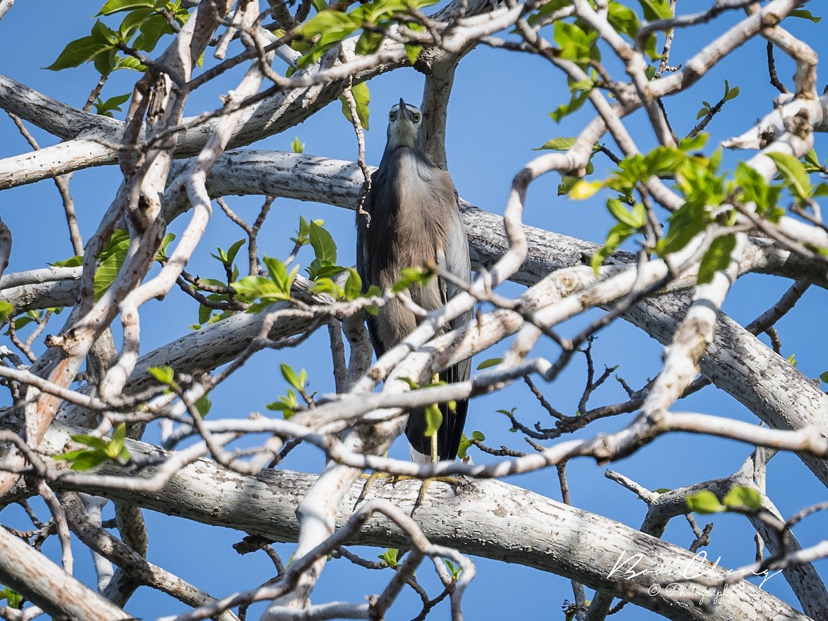 White-faced Heron - ML612549828