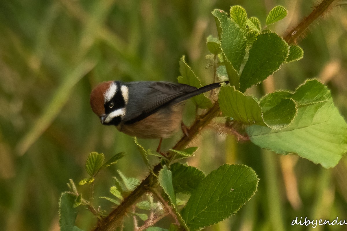 Black-throated Tit - ML612549837