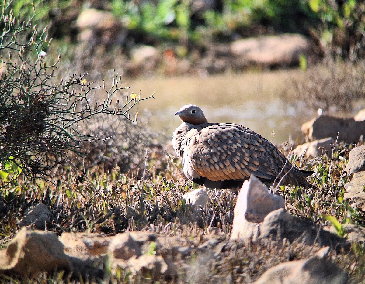 Black-bellied Sandgrouse - Jussi Lindström