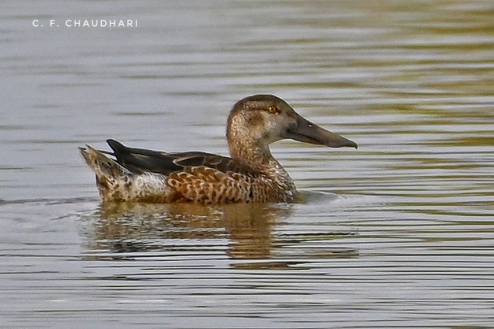 Northern Shoveler - ML612549879