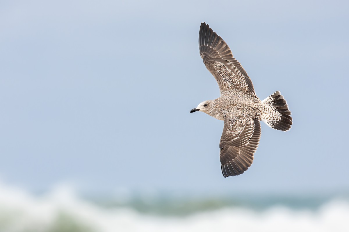 Lesser Black-backed Gull - ML612549957