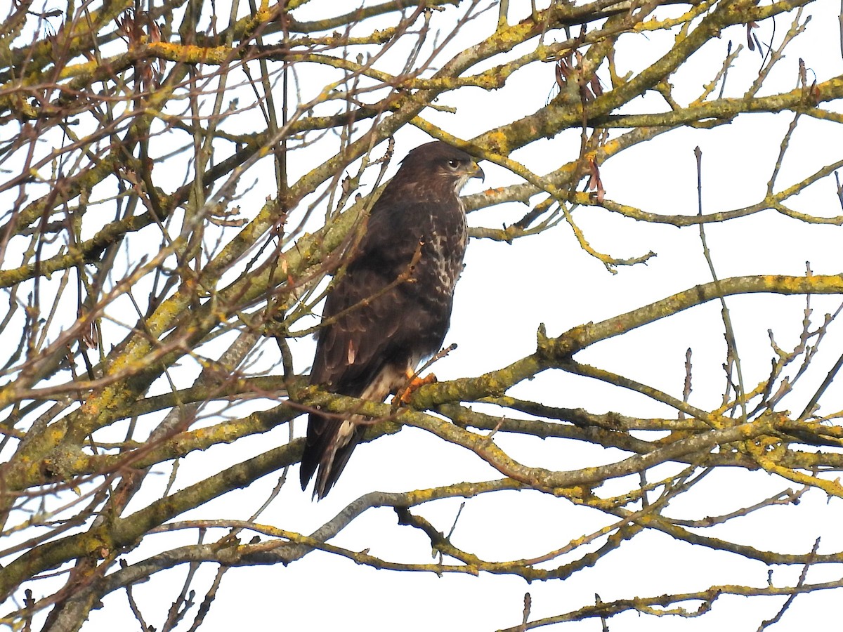 Common Buzzard - Simon Bradfield