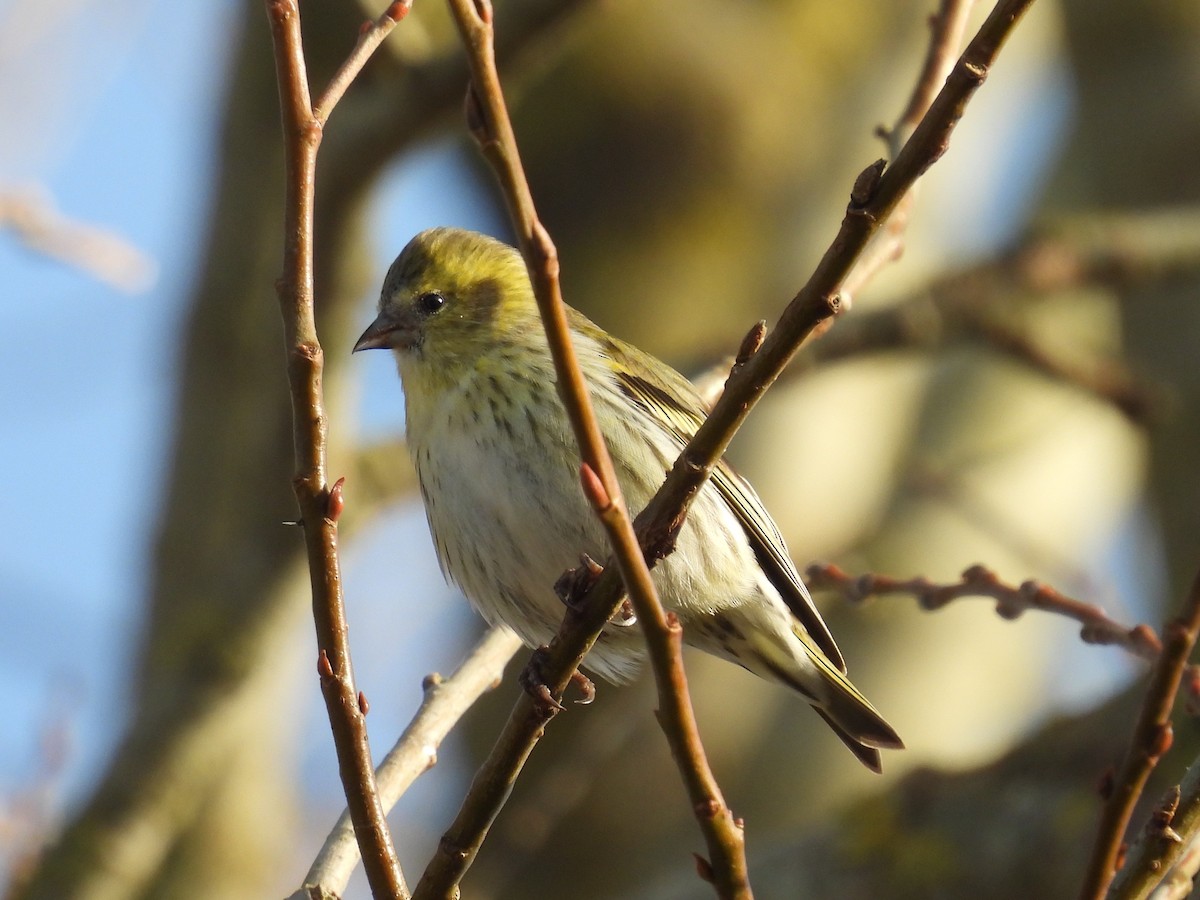 Eurasian Siskin - ML612549971