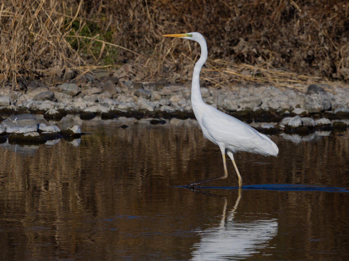 Great Egret - ML612549980