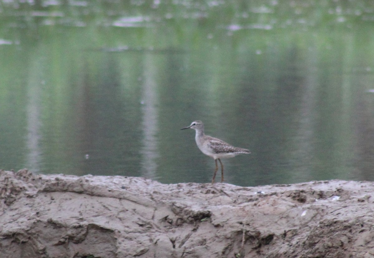 Wood Sandpiper - ML612549990