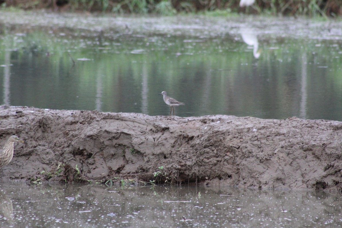 Wood Sandpiper - ML612549994