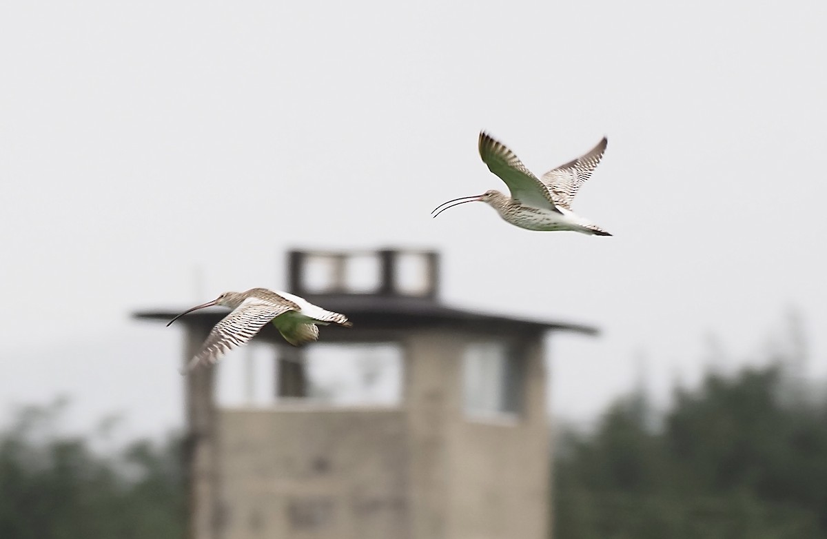 Eurasian Curlew - ML612550022