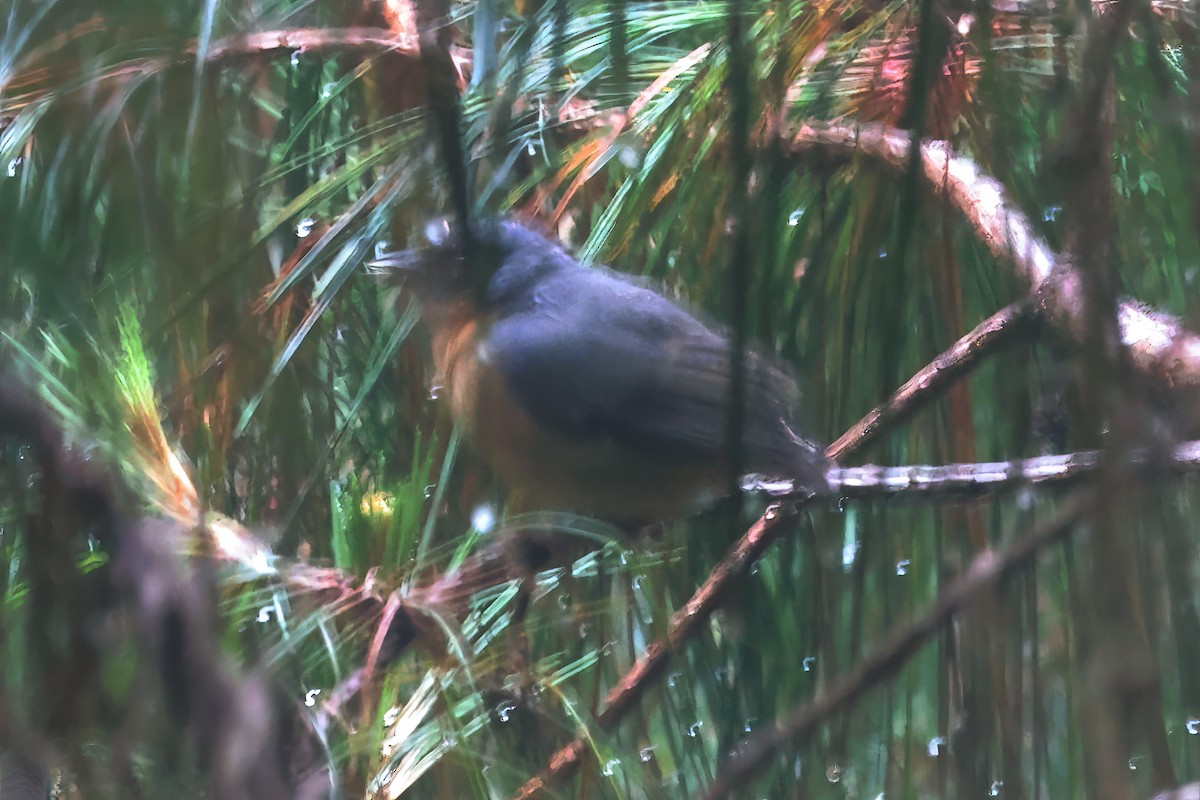 Black-eared Hemispingus - Russ Ruffing