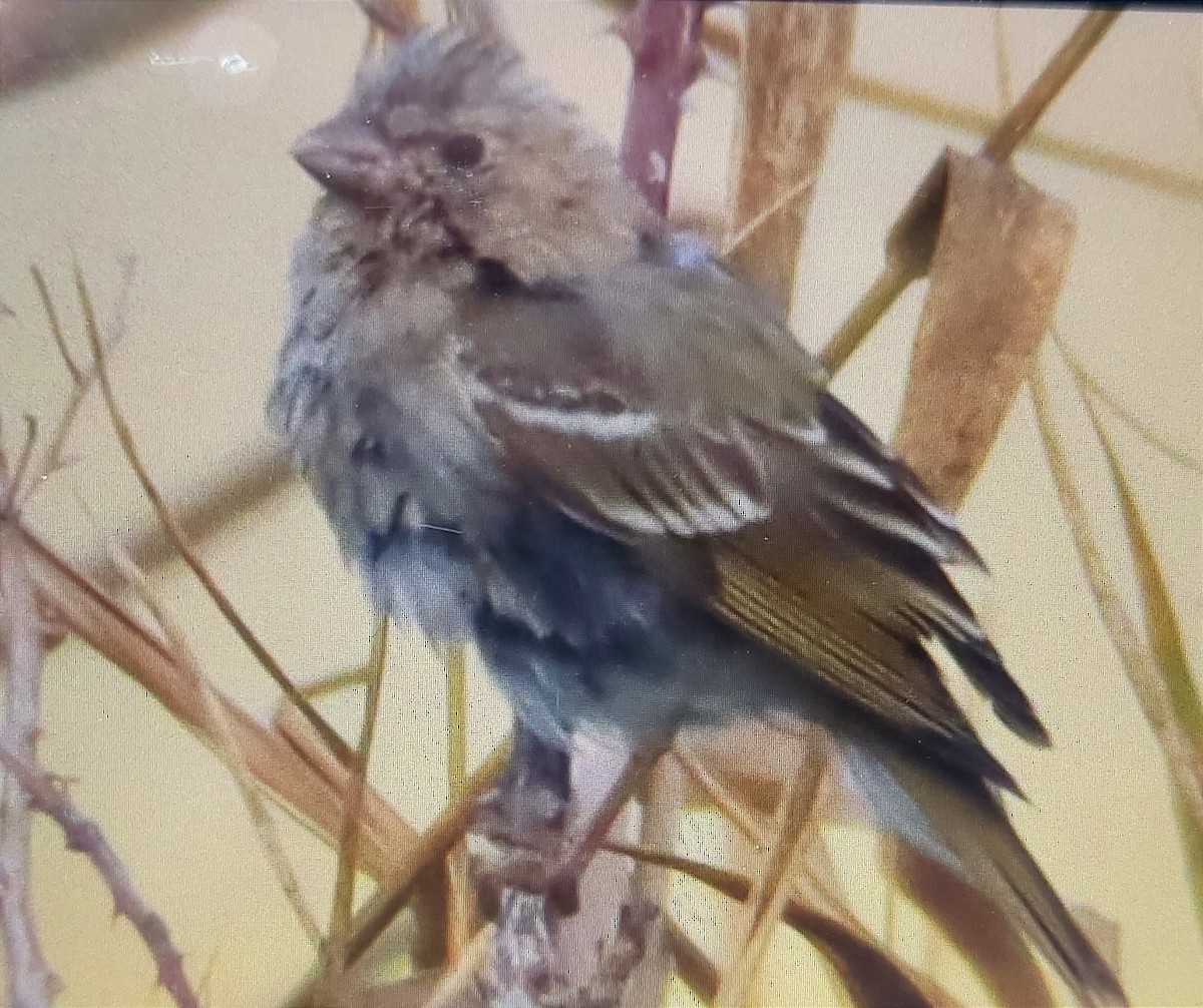 Common Rosefinch - ML612550120