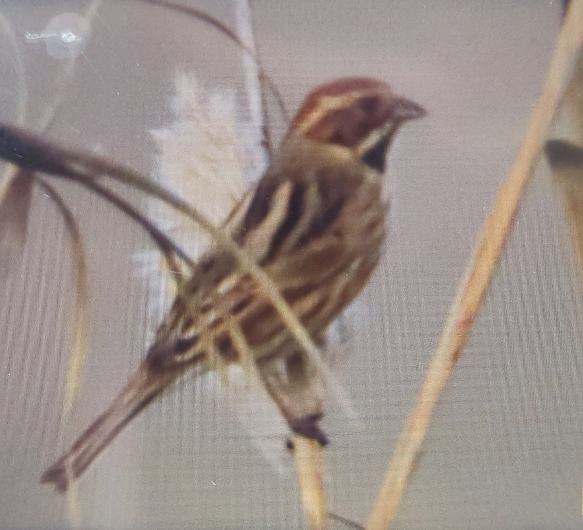 Reed Bunting - ML612550130