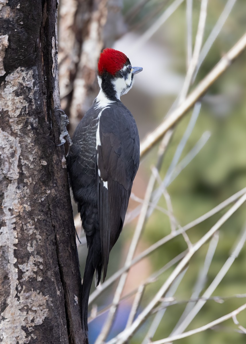 Pileated Woodpecker - ML612550138