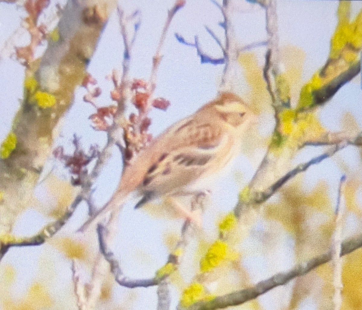 Rustic Bunting - ML612550154