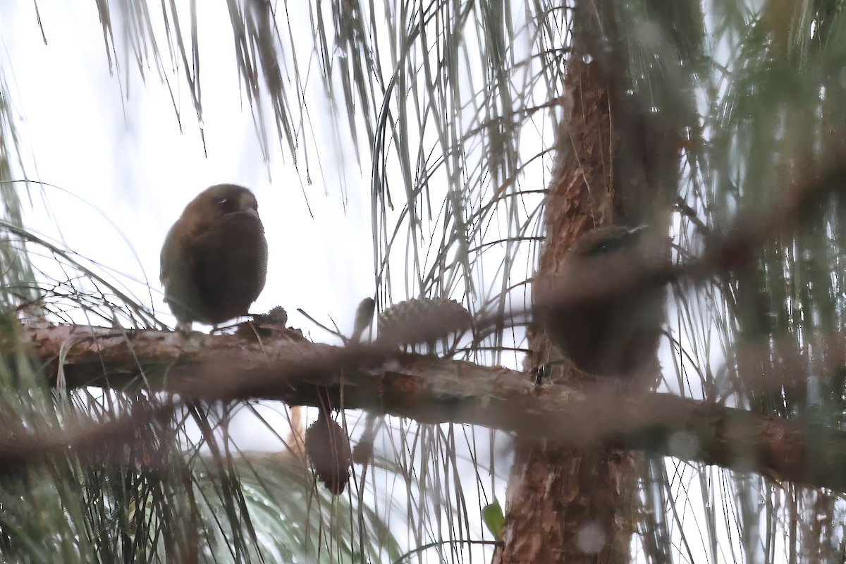 Sharpe's Wren - ML612550259