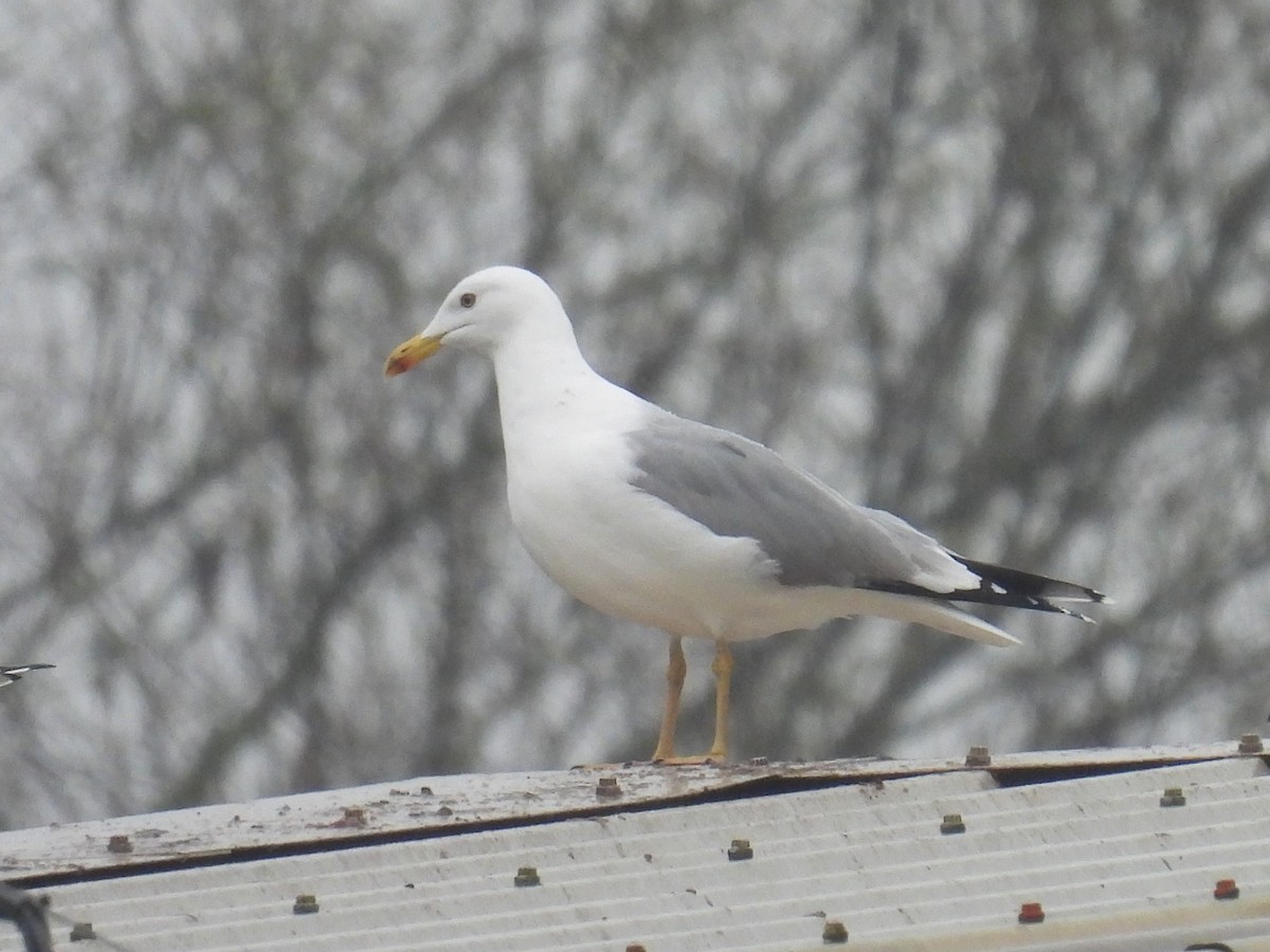 Yellow-legged Gull - Simon Bradfield