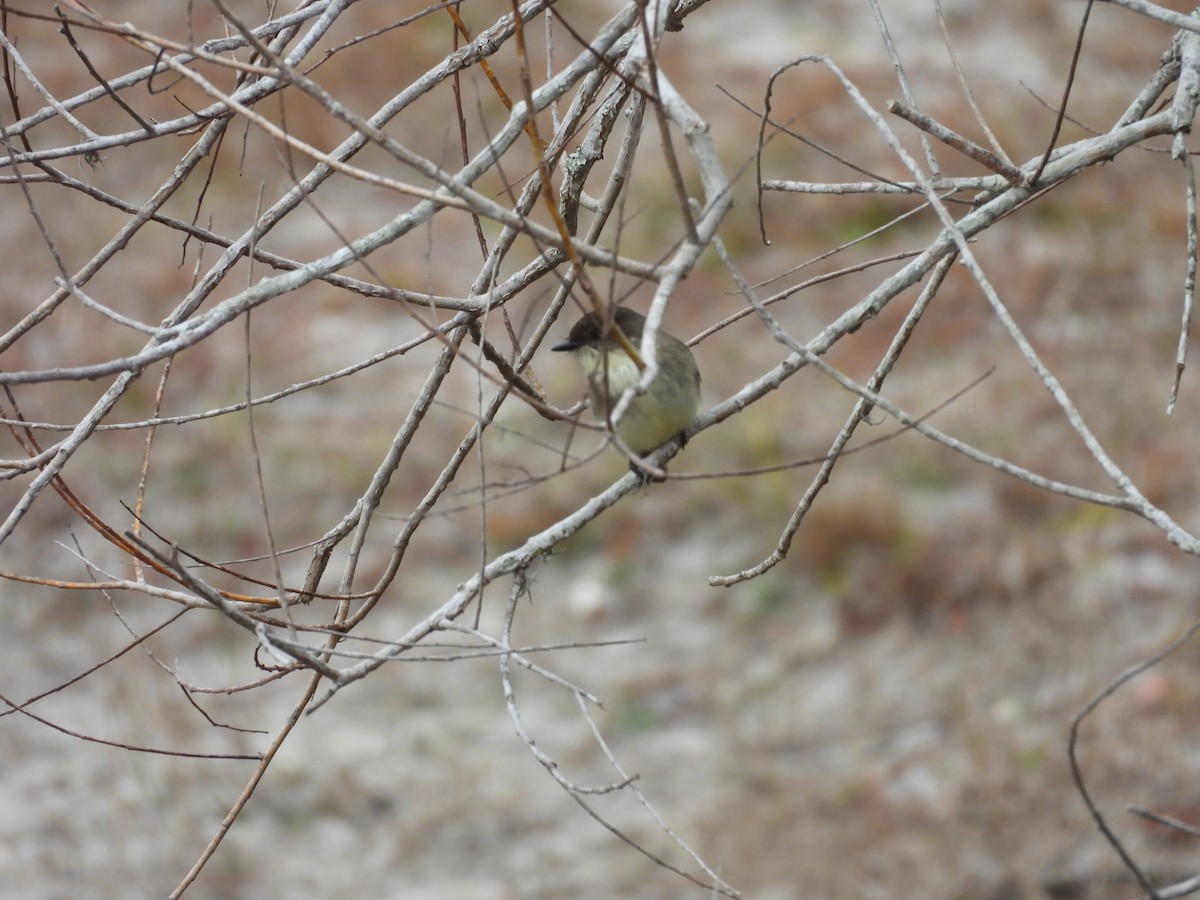 Eastern Phoebe - ML612550304