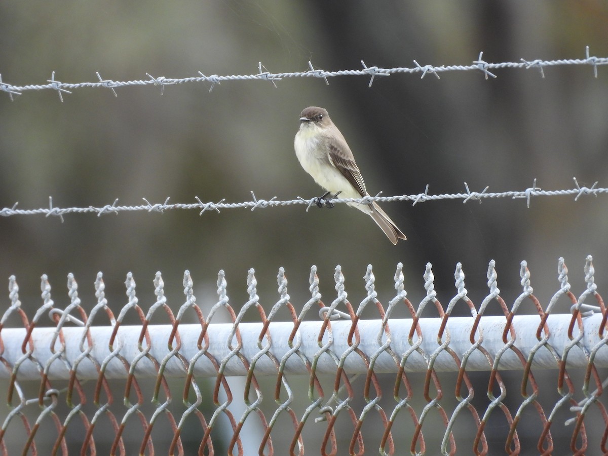 Eastern Phoebe - ML612550330